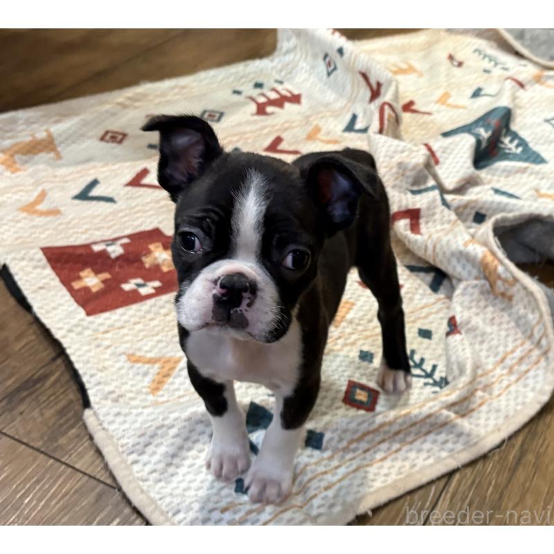 販売中の京都府のボストンテリア-427936の2枚目