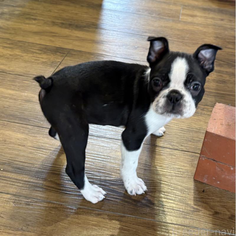 販売中の京都府のボストンテリア-427938の4枚目