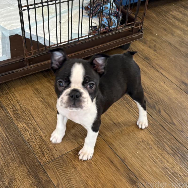 販売中の京都府のボストンテリア-427938の3枚目