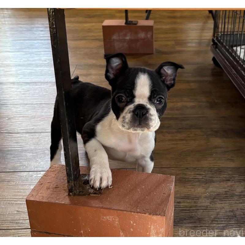 販売中の京都府のボストンテリア-427938の2枚目