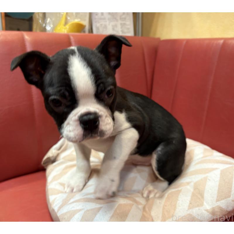 販売中の京都府のボストンテリア-427939の3枚目