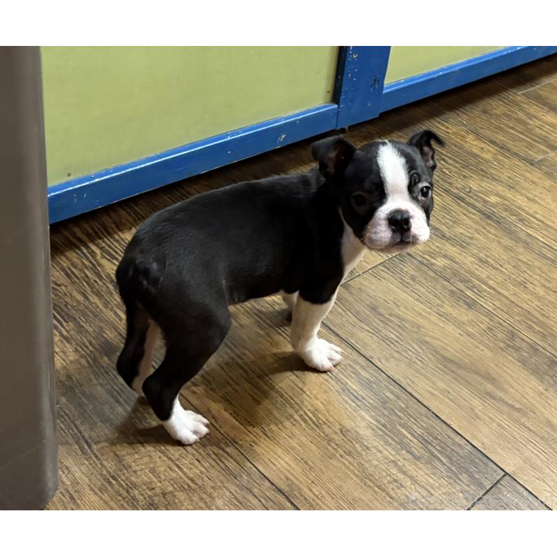 販売中の京都府のボストンテリア-427939の2枚目