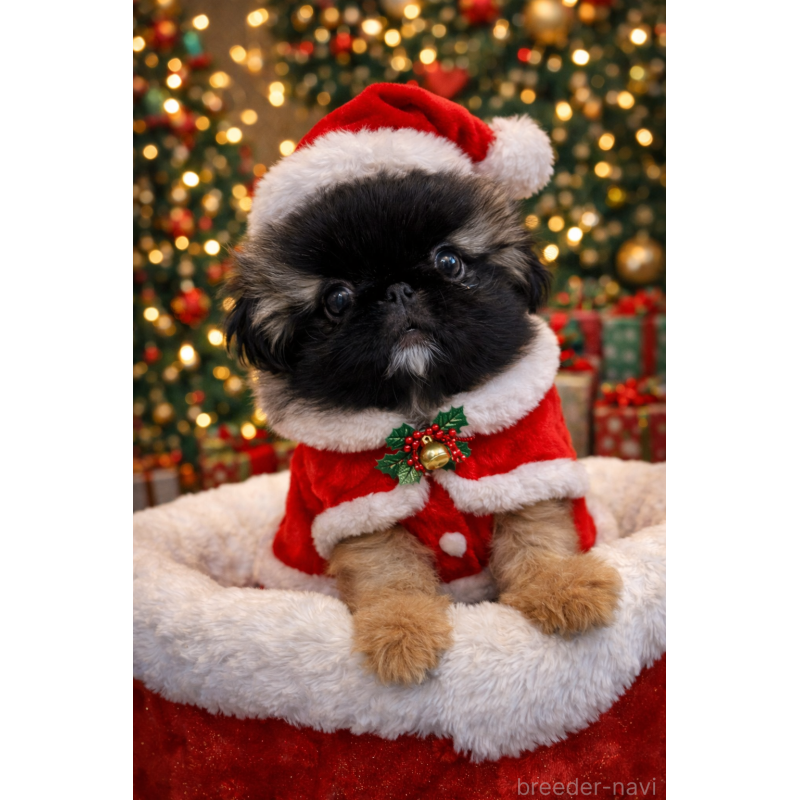 販売中の北海道のペキニーズ-428989の1枚目