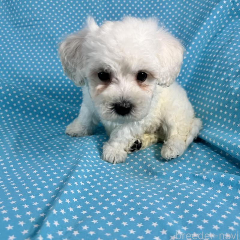 販売中の北海道のビションプー:ビションフリーゼ×トイプードル-433810の2枚目