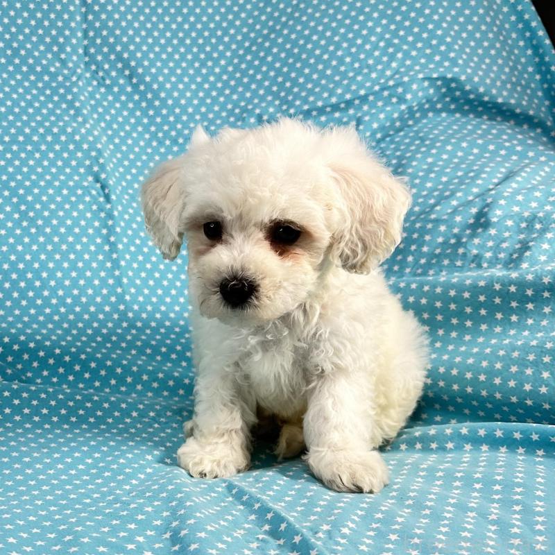 販売中の北海道のビションプー:ビションフリーゼ×トイプードル-433810