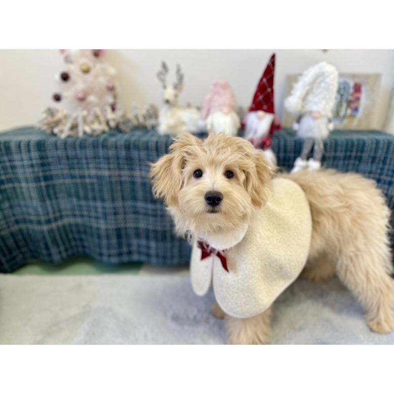 販売中の福岡県のポメプー:ポメラニアン×トイプードル-406553の17枚目