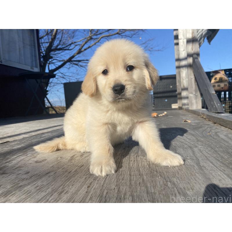 販売中の静岡県のゴールデンレトリーバー-433834の8枚目