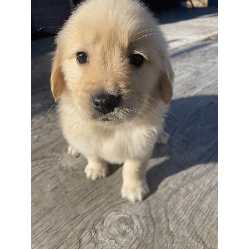 販売中の静岡県のゴールデンレトリーバー-433834の6枚目