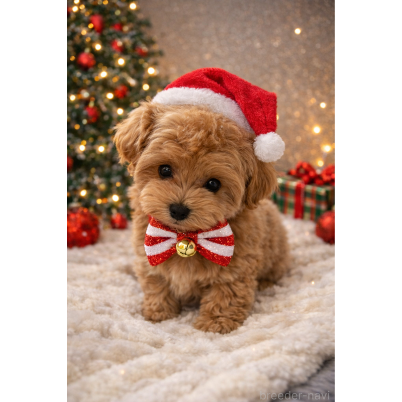 販売中の北海道のマルプー:マルチーズ×トイプードル-431552