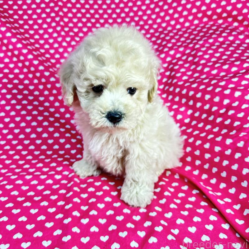 販売中の北海道のビションプー:ビションフリーゼ×トイプードル-433811の4枚目