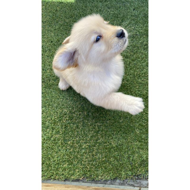 販売中の静岡県のゴールデンレトリーバー-433832の9枚目