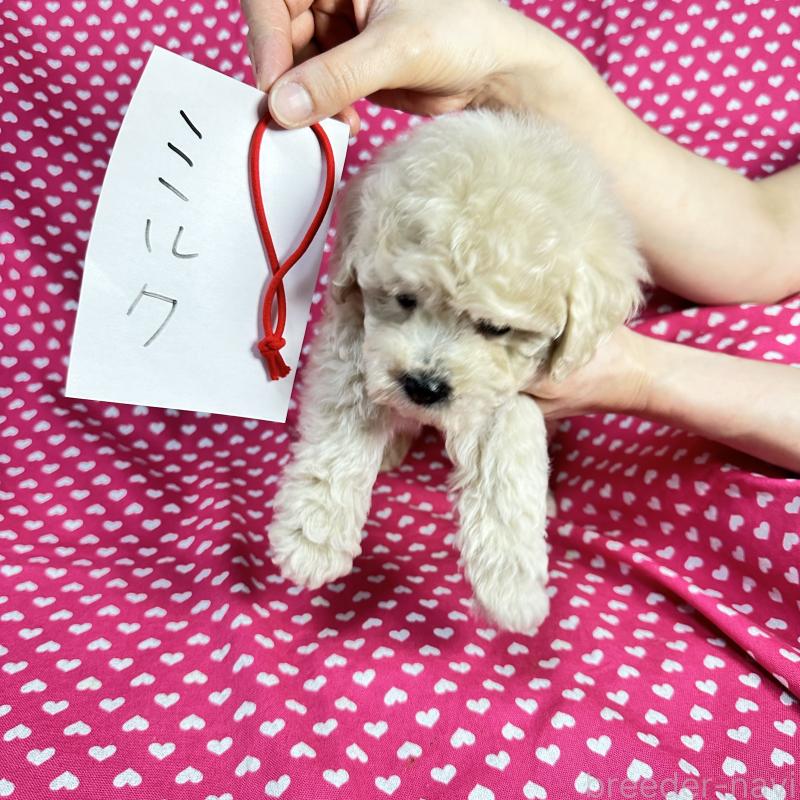 販売中の北海道のビションプー:ビションフリーゼ×トイプードル-433811の3枚目