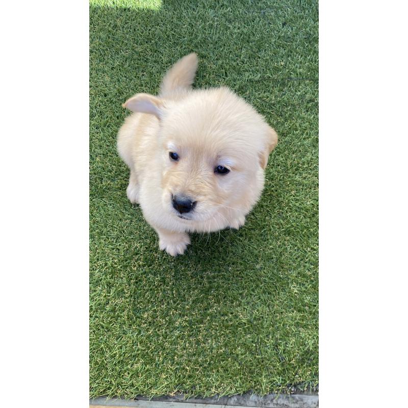 販売中の静岡県のゴールデンレトリーバー-433832の7枚目