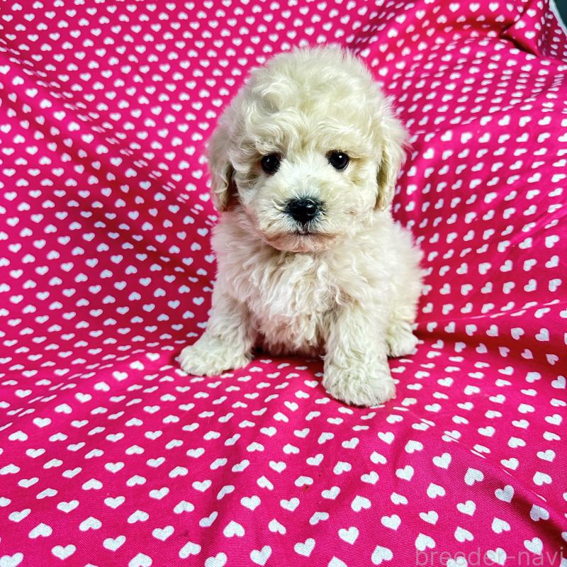 販売中の北海道のビションプー:ビションフリーゼ×トイプードル-433811の2枚目