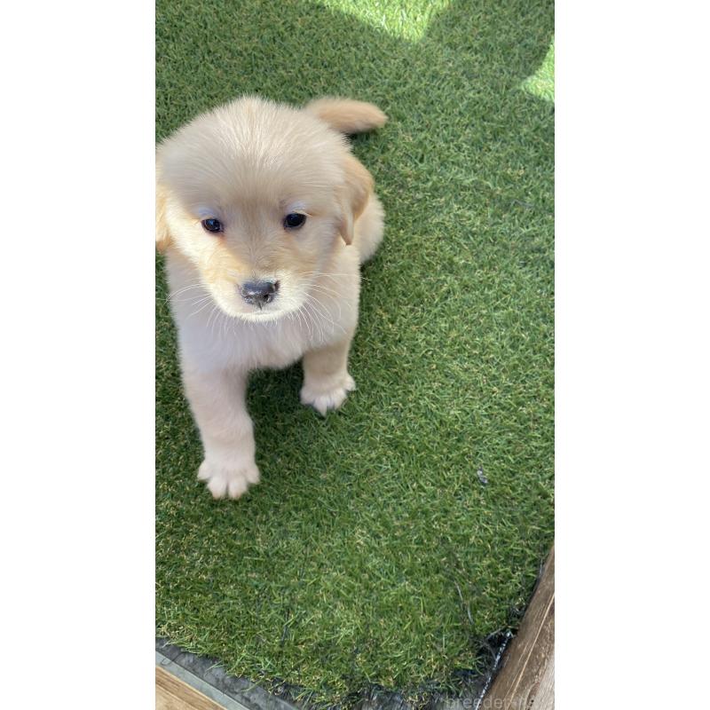 販売中の静岡県のゴールデンレトリーバー-433832の6枚目