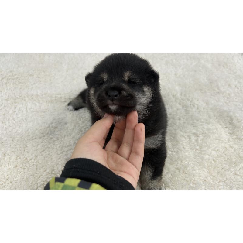 販売中の鹿児島県の豆柴-433812の6枚目