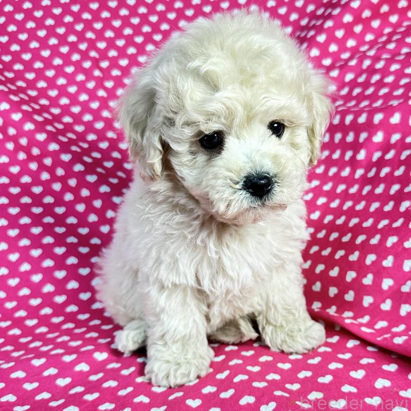 販売中の北海道のビションプー:ビションフリーゼ×トイプードル-433811の1枚目