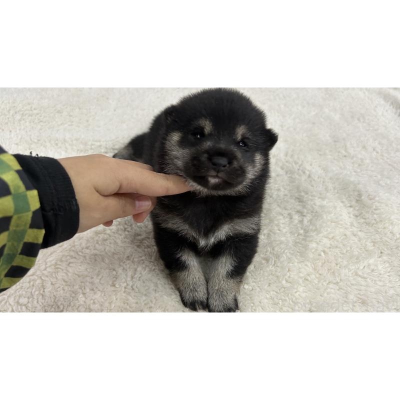 販売中の鹿児島県の豆柴-433812の5枚目