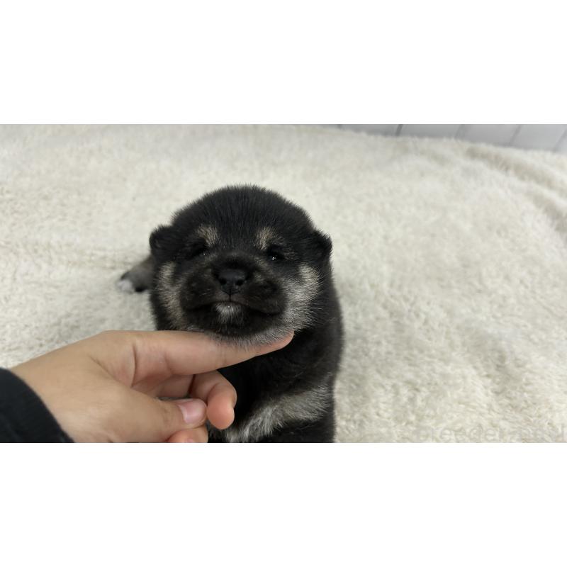 販売中の鹿児島県の豆柴-433812の4枚目