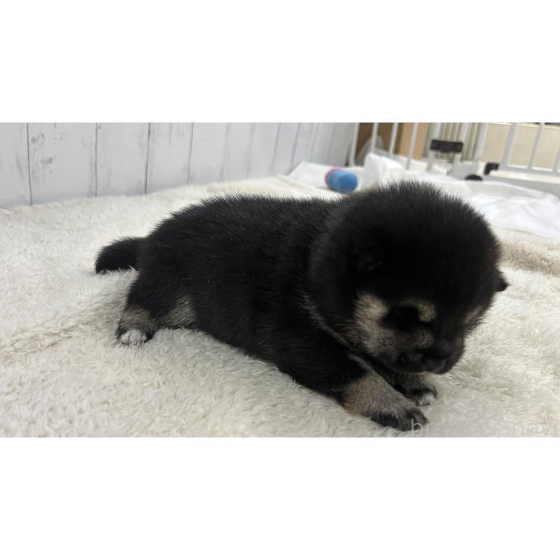 販売中の鹿児島県の豆柴-433812の3枚目