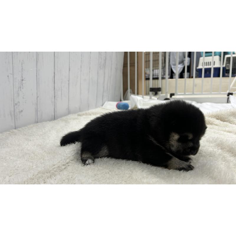 販売中の鹿児島県の豆柴-433812の2枚目