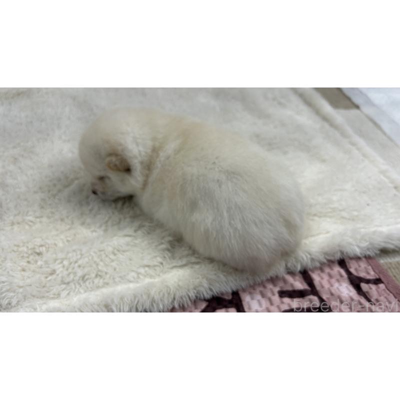 販売中の鹿児島県の豆柴-433813の6枚目