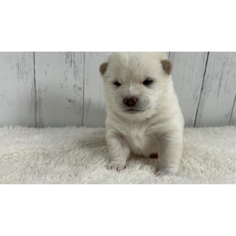 販売中の鹿児島県の豆柴-433813の4枚目