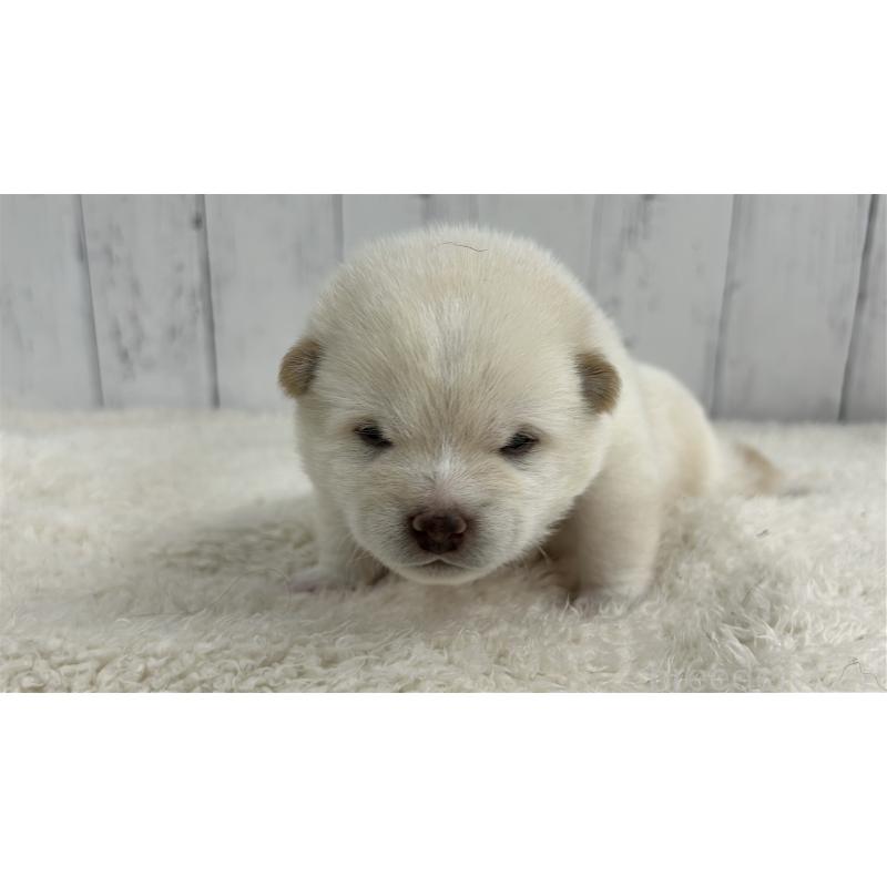 販売中の鹿児島県の豆柴-433813の3枚目