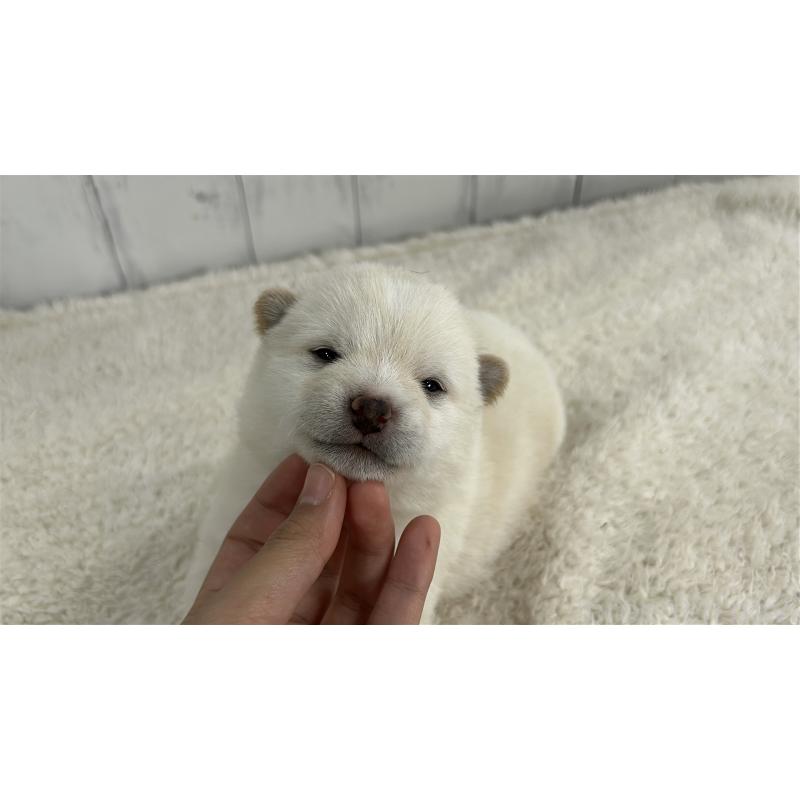 販売中の鹿児島県の豆柴-433813の2枚目