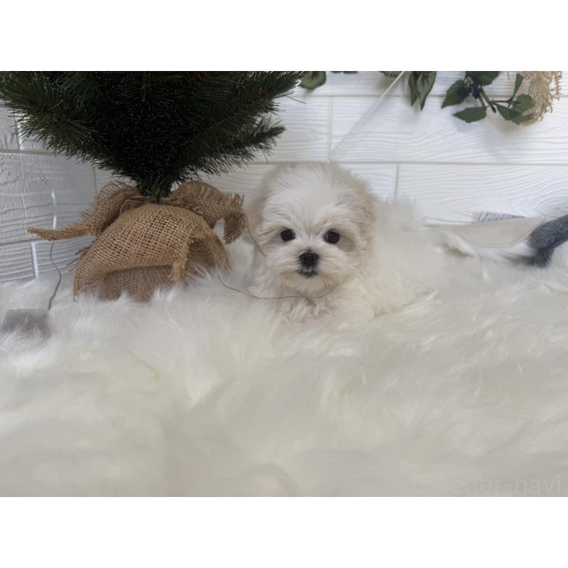 販売中の愛知県のマルチーズ-433814の2枚目