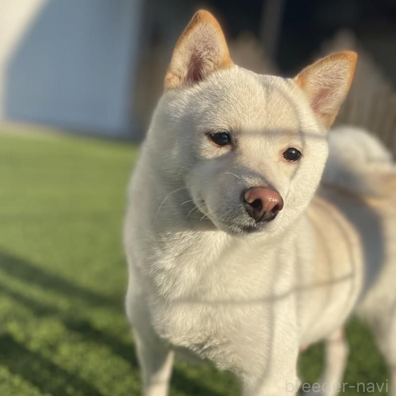 ユキちゃん1枚目