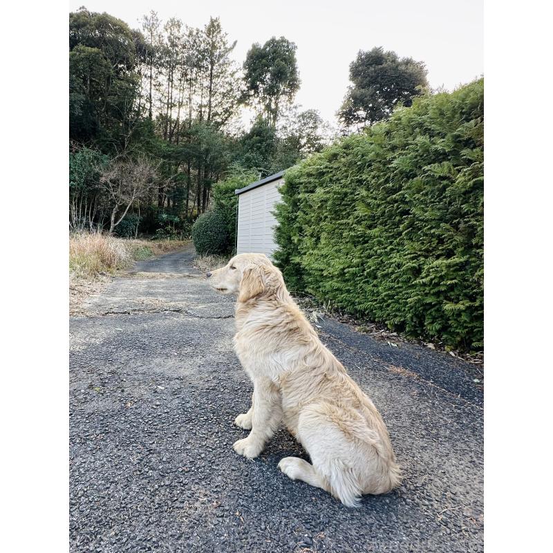 商談中の千葉県のゴールデンレトリーバー-391660の9枚目