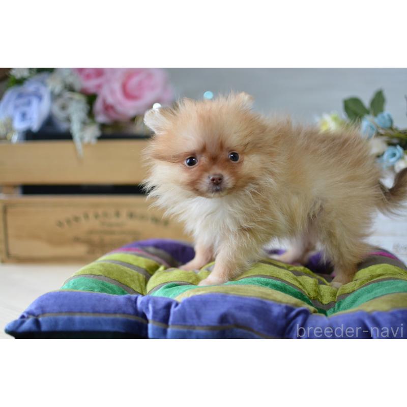 販売中の北海道のポメラニアン-433823の10枚目