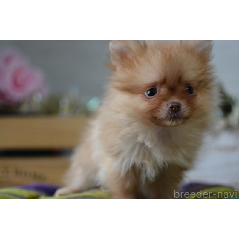 販売中の北海道のポメラニアン-433823の9枚目