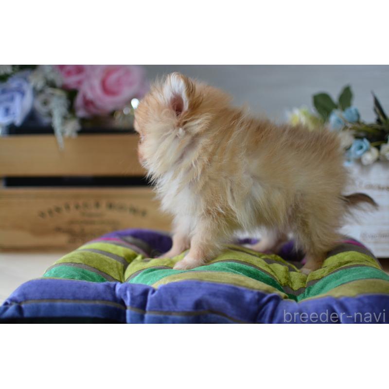 販売中の北海道のポメラニアン-433823の8枚目