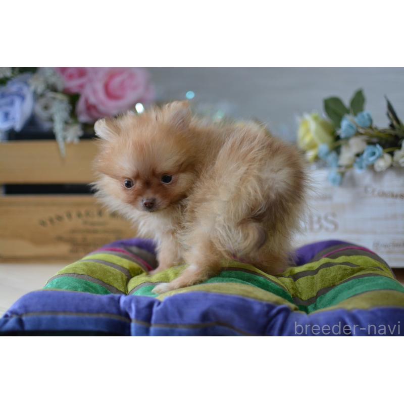 販売中の北海道のポメラニアン-433823の7枚目