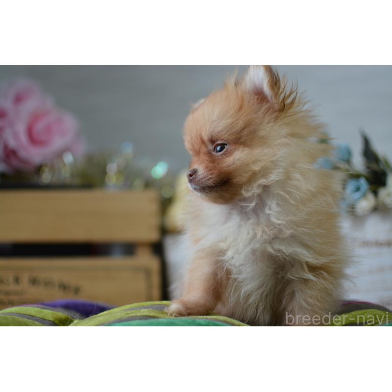 販売中の北海道のポメラニアン-433823の6枚目