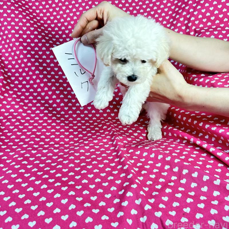 販売中の北海道のビションプー:ビションフリーゼ×トイプードル-433817の4枚目