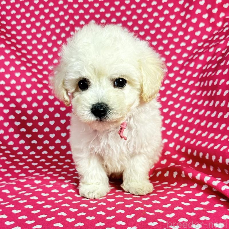 販売中の北海道のビションプー:ビションフリーゼ×トイプードル-433817