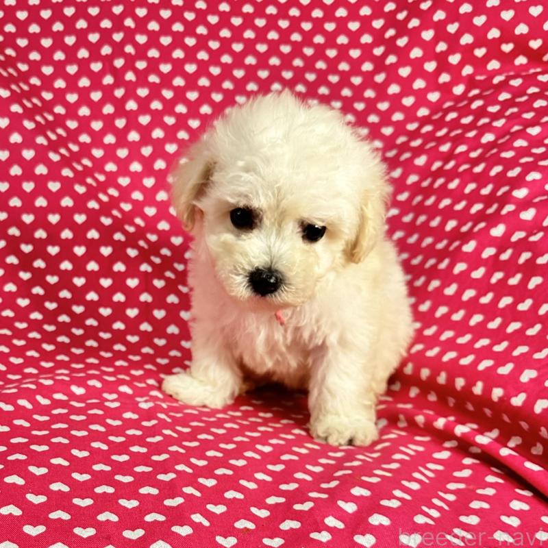 販売中の北海道のビションプー:ビションフリーゼ×トイプードル-433817の3枚目