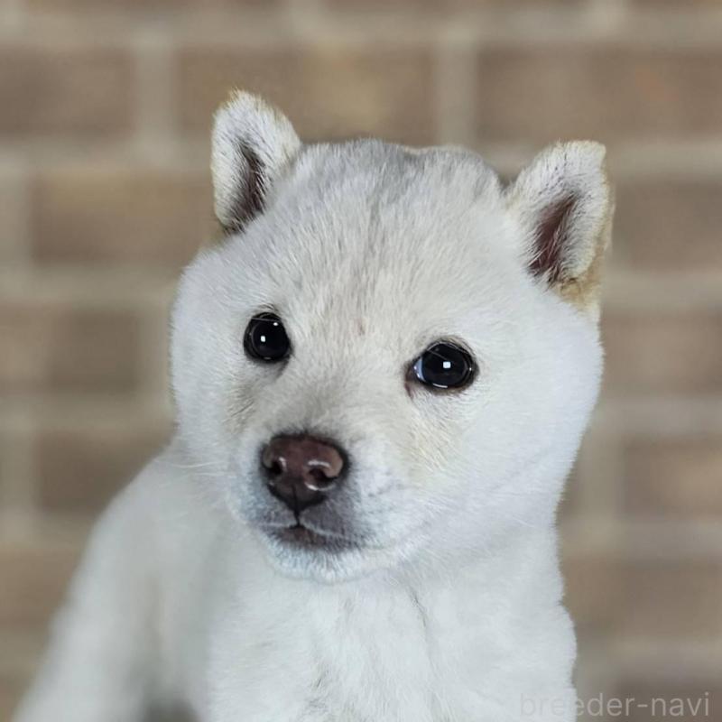 販売中の和歌山県の豆柴-433818