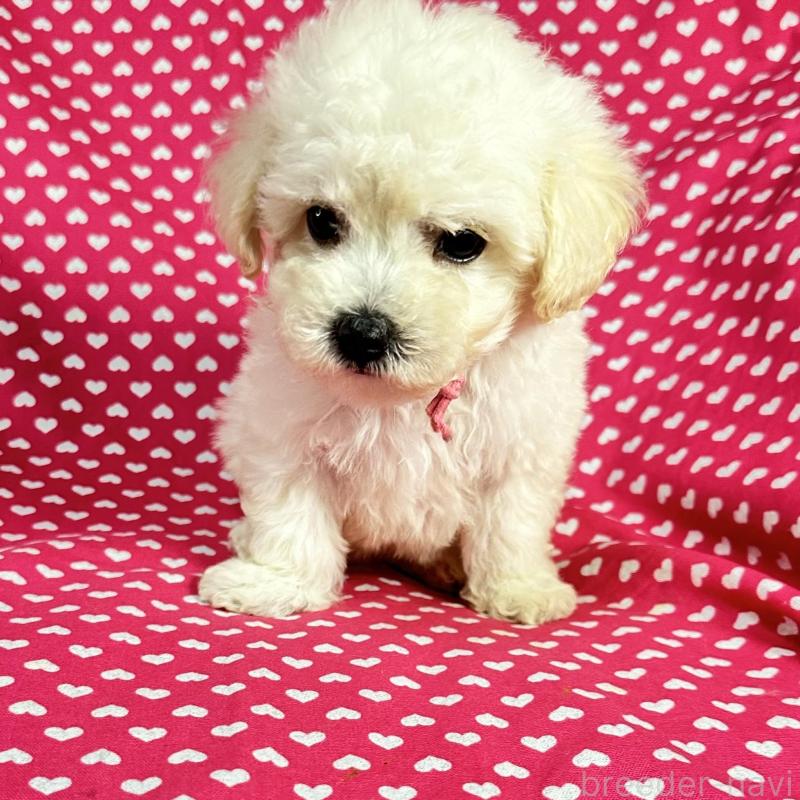 販売中の北海道のビションプー:ビションフリーゼ×トイプードル-433817の2枚目