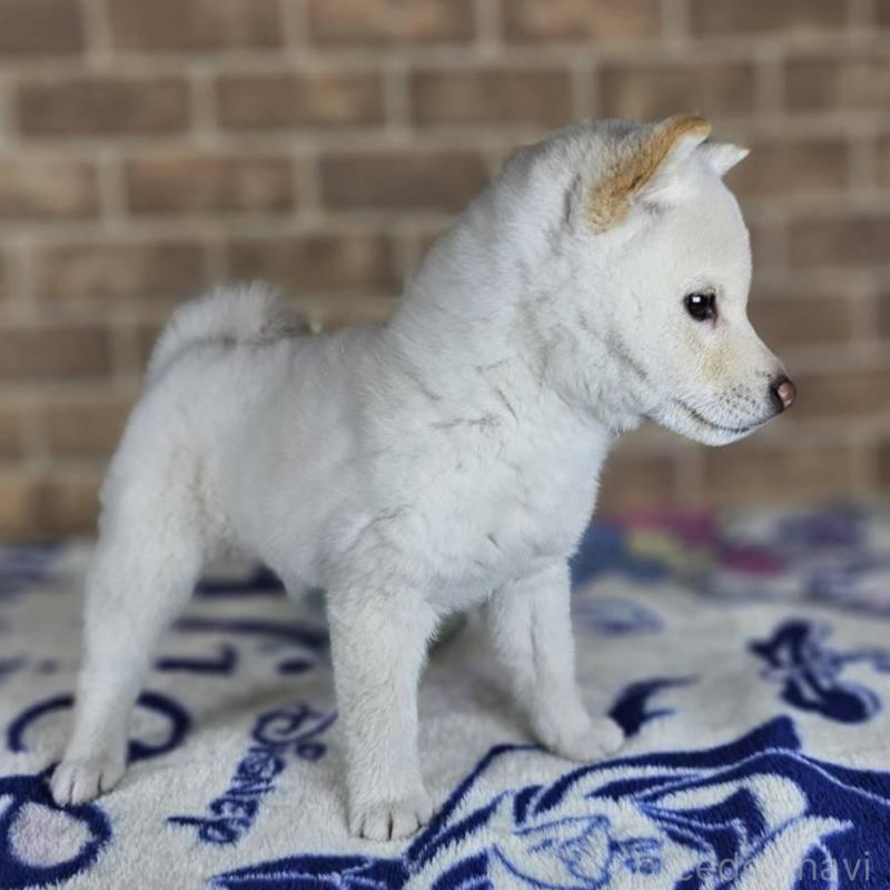 販売中の和歌山県の豆柴-433818の5枚目