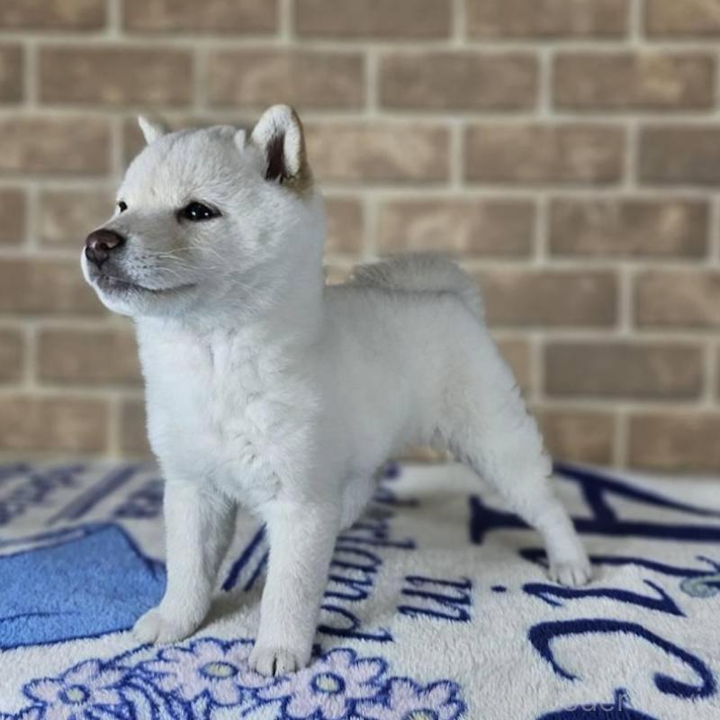 販売中の和歌山県の豆柴-433818の4枚目