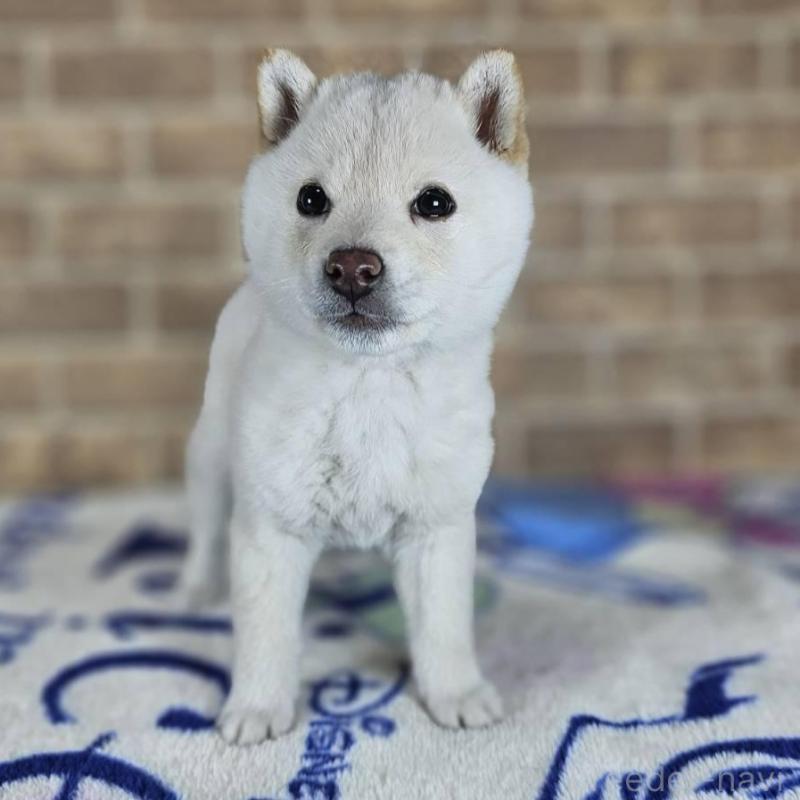 販売中の和歌山県の豆柴-433818の3枚目