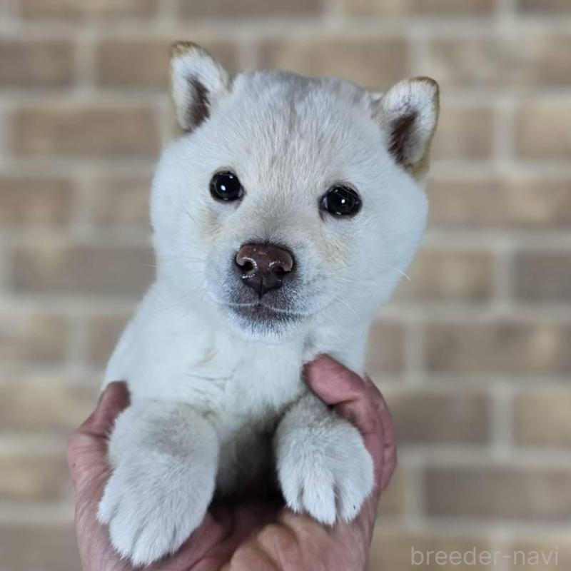 販売中の和歌山県の豆柴-433818の2枚目