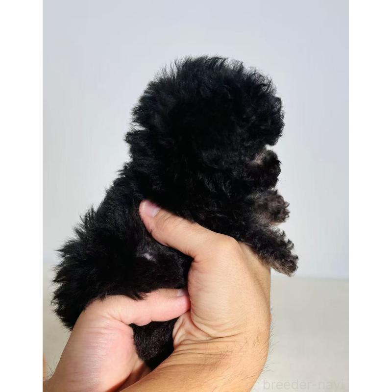 販売中の長野県のティーカッププードル-433827の6枚目