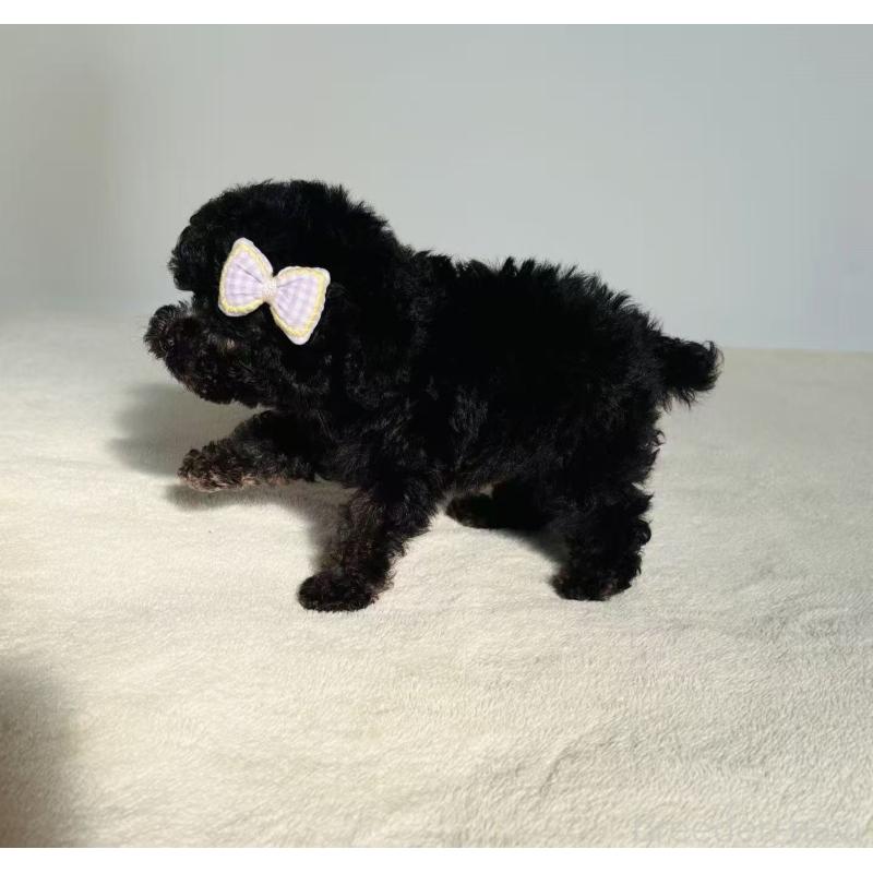 販売中の長野県のティーカッププードル-433827の5枚目