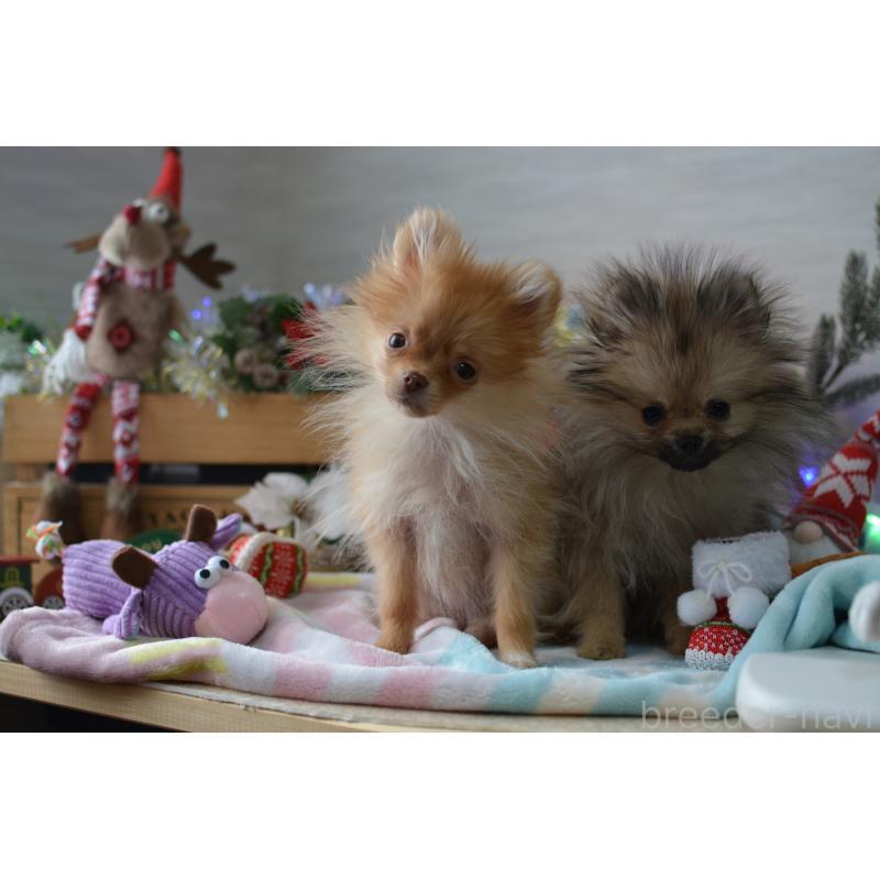 販売中の北海道のポメラニアン-433823の5枚目