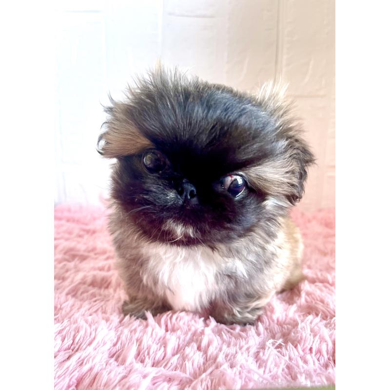 販売中の北海道のペキニーズ-433820